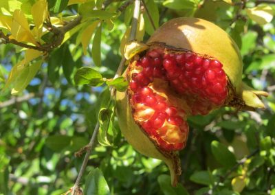 Over ripe Pomegranate
